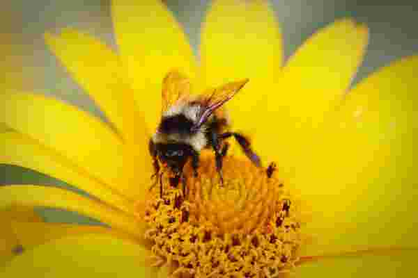 工蜂可以从实际蜜蜂身上学到的5件事