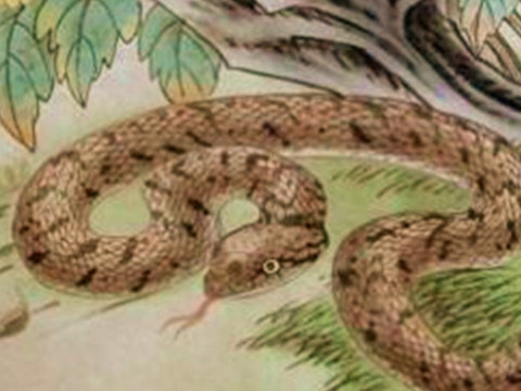 死生打一成语(死生打一成语是什么)