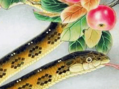 今期生肖是第一(今期生肖排第一生肖)