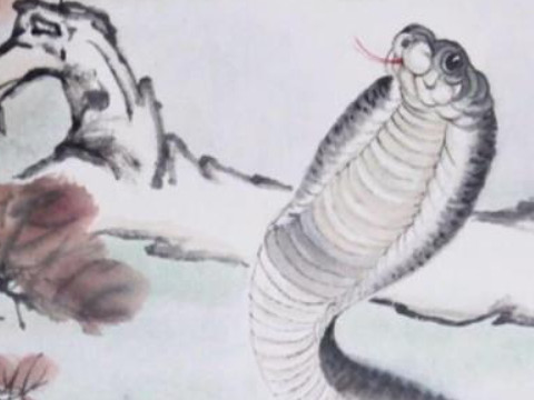 岁月无情一般同打一生肖(岁月无常指什么生肖)
