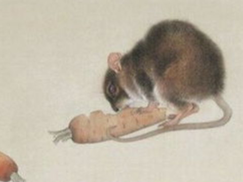 半个月亮打一字谜是什么(半个月亮的谜底是什么)