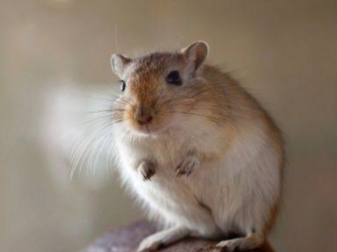 76年属什么生肖多少岁(76岁属什么生肖属相是多年76)