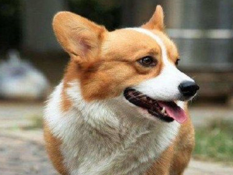 十五天打一字谜迷底是(十五天猜一字谜底是什么)