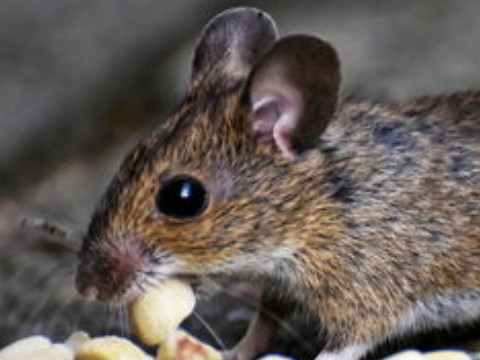 十女同耕半边田打一字(十女共种半边田打一字)