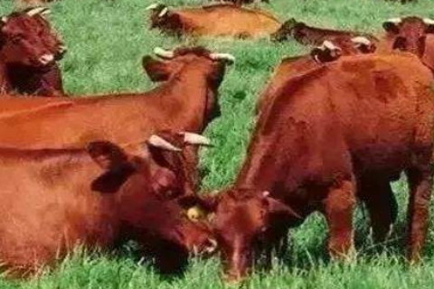 五岳恒山打一字谜(猜字谜一山更比一山高猜五字)