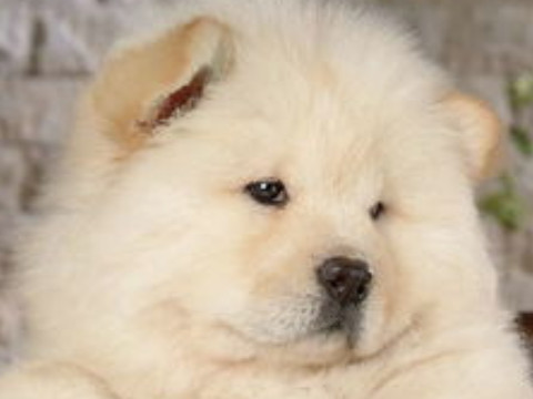 痴情重义猜生肖(最痴情是什么生肖)