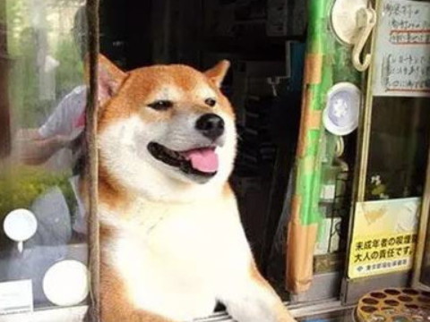 予取予求打一动物(予取予求典故)
