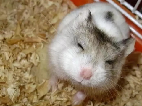 宽宏大度是什么生肖(宽容大度是什么生肖)