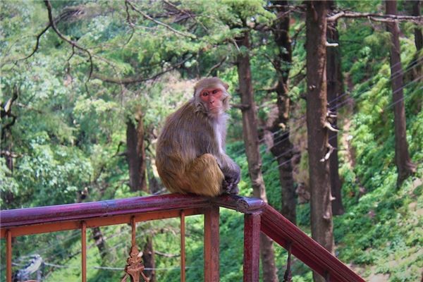 两个山在一起打一字谜(一个人两个山猜字谜)