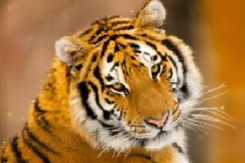 女仆是什么生肖(婢女是什么生肖)