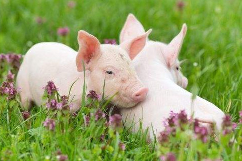 12生肖卡通头像(12生肖卡通头像狗)