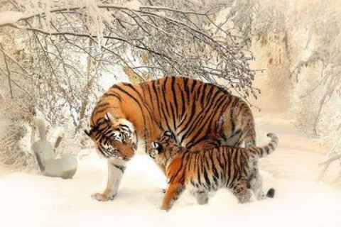 猜橘子的谜语(猜橘子的谜语有趣)