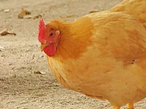 数字对联(数字对联大全100条)