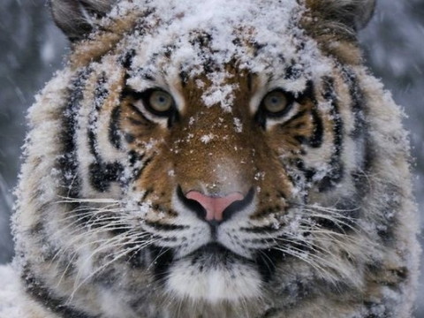 猜谜语大全游戏(猜谜语猜谜语游戏)