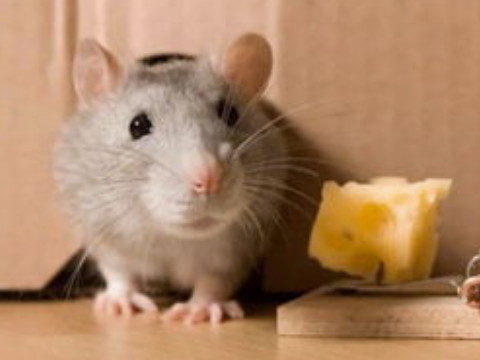 声名狼藉猜一生肖(声名狼籍打一生肖)