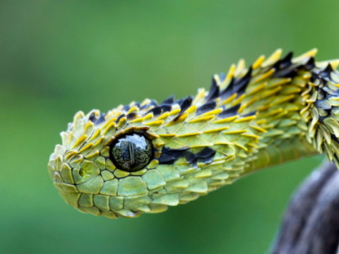 招婿入赘对联(对联结婚入赘的对联)