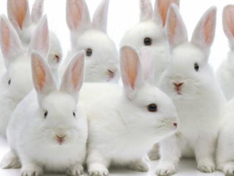 牛角边上来一刀打一字谜(牛角刀打一字谜语)