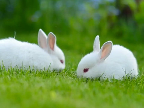 狗又称犬打一字(狗又称犬打一字是什么)
